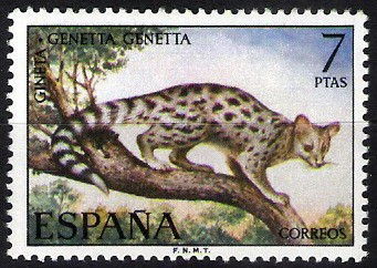 Fauna hispánica. Gineta.