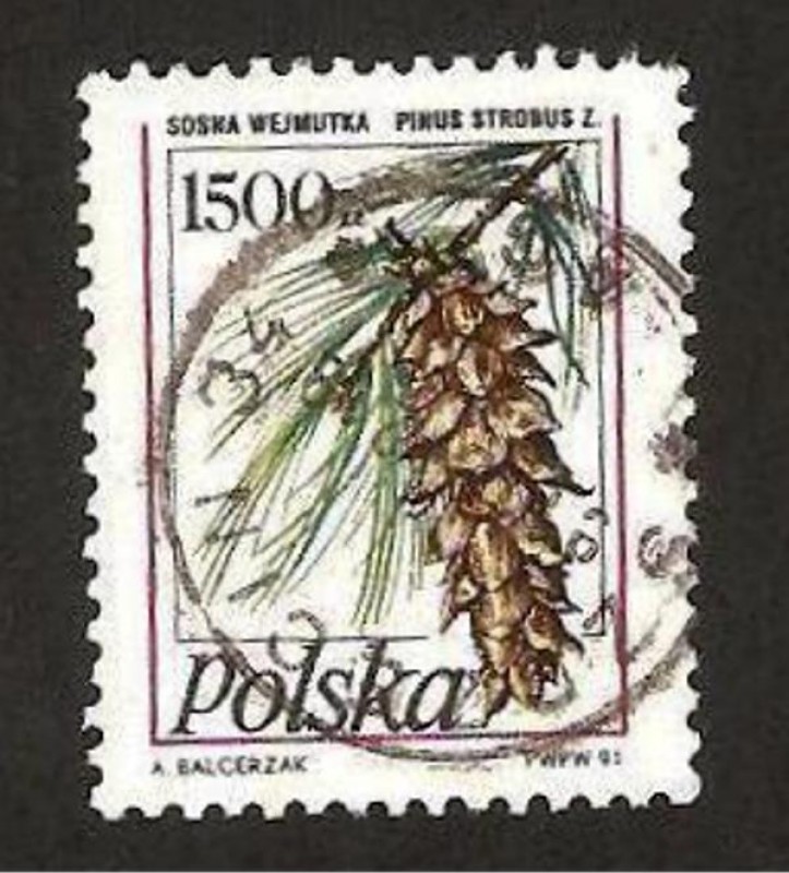 flora, pinus strobus