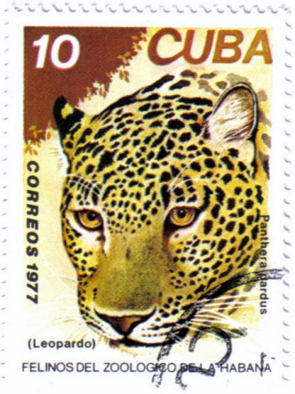 Felinos del zoo de la Habana.Leopardo