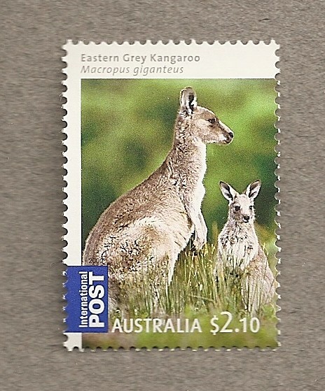 Marsupiales