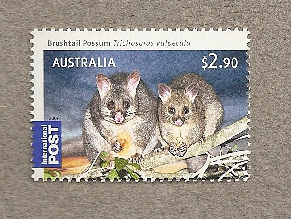 Marsupiales