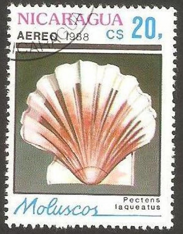 molusco, pectens laqueatus