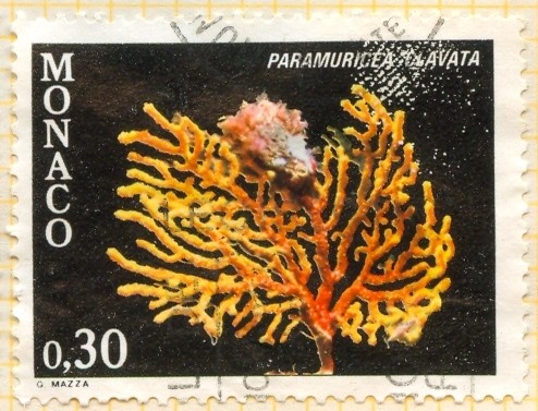 Paramuricea Clavata