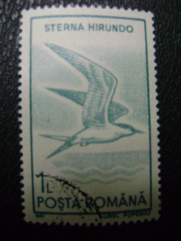 sterna hirundo