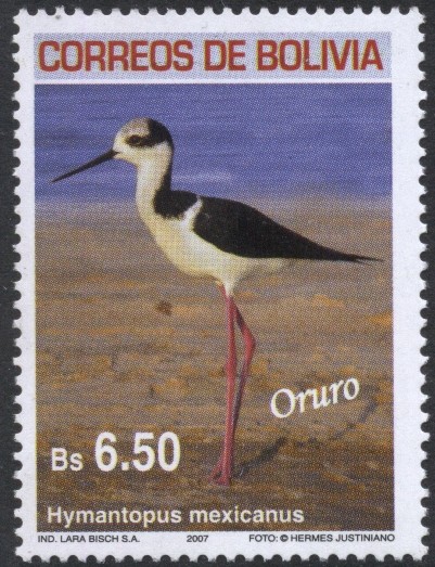 Aves de Bolivia - Oruro