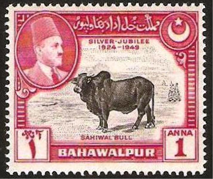 bahawalpur, toro de sahiwal