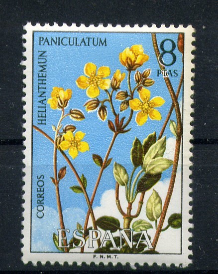 Helianthemun Paniculatum