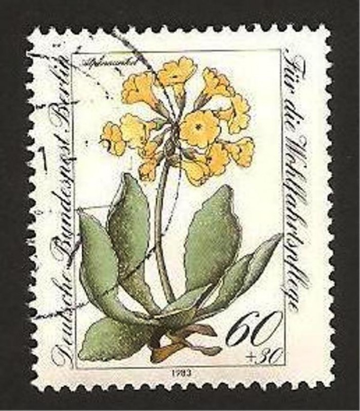 flores proteguidas, primula auricula