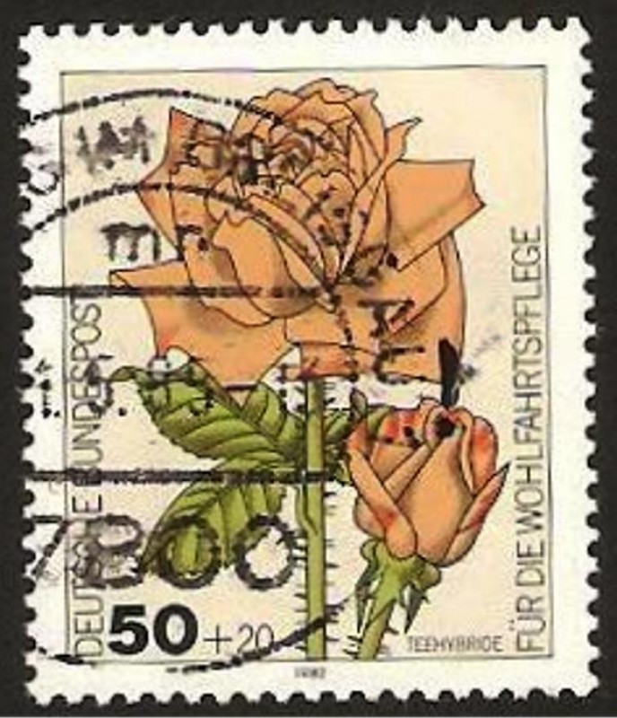 982 - Rosa