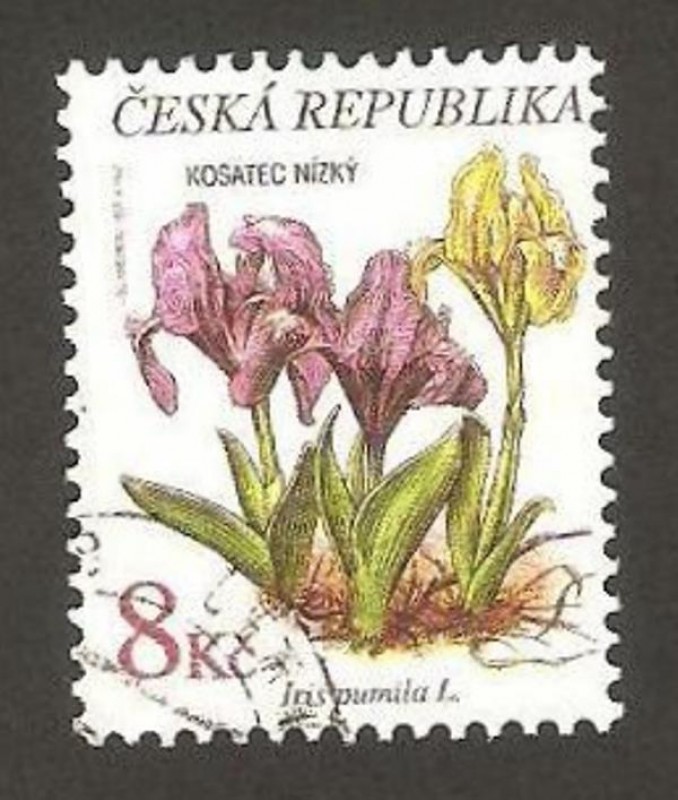 flora, iris pumila