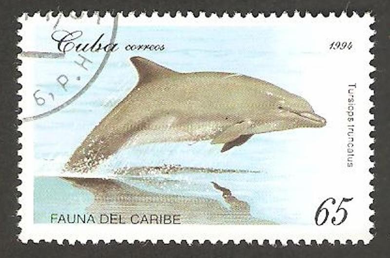 fauna marina, delfin