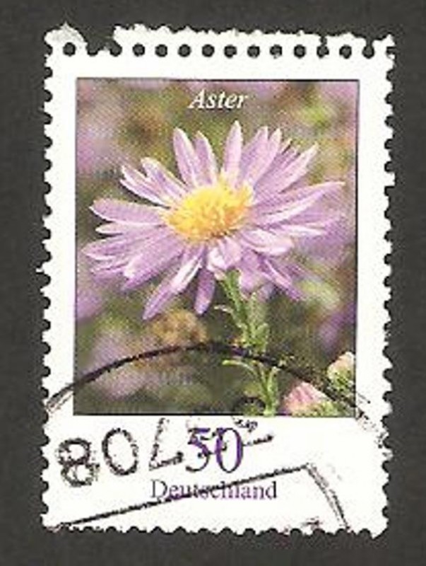 flora, aster