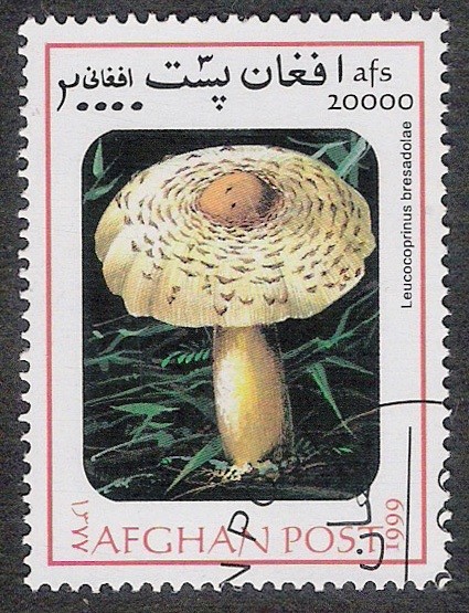 SETAS-HONGOS: 1.100.032,00-Leucocoprinus bresadolae 