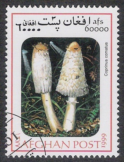 SETAS-HONGOS: 1.100.036,00-Coprinus comatus