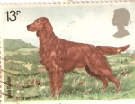 Stamps United Kingdom -  ANIMALES