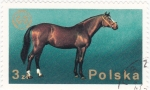 Stamps Poland -  caballo de raza