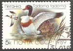 Stamps Russia -  Tadorna tadorna-Pato-blanco