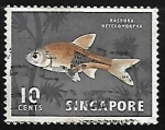 Stamps Singapore -  Rasbora heteromorpha