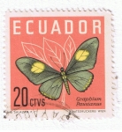 Stamps Ecuador -  Graphius Paisianus