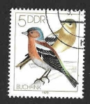 Stamps Germany -  1976 - Pájaros Cantores (DDR)