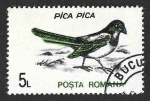 Stamps Romania -  3812 - Urraca Común