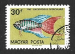 Stamps Hungary -  1438 - Pez del Paraíso