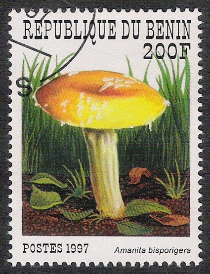 SETAS-HONGOS: 1.114.023,00-Amanita disporigera - 