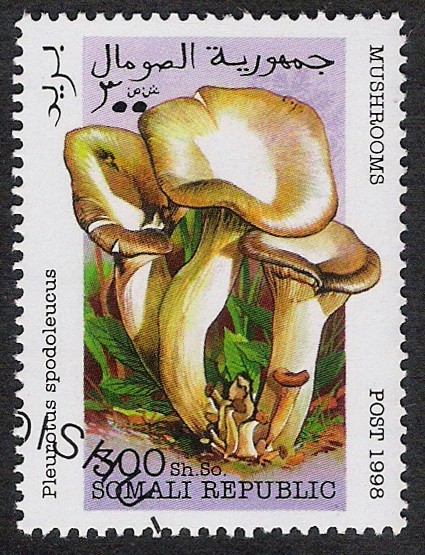 SETAS:229.003 Pleurotus spodeleucus