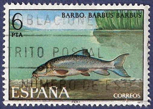 Edifil 2407 Barbo 6