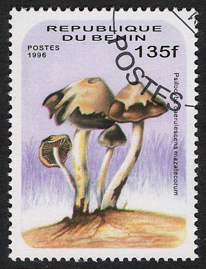 SETAS-HONGOS: 1.114.015,00-Psilocybe caerulescens mazatecorum - 