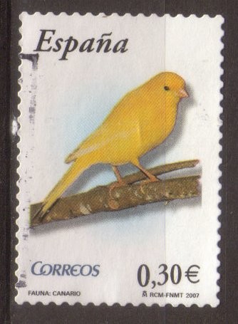 Pájaros, canario