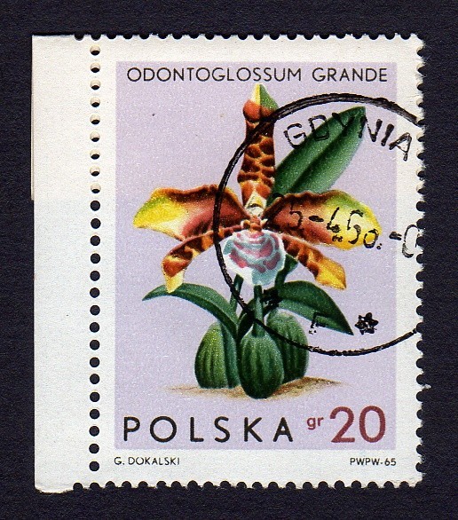 ODONTOGLOSSUM GRANDE