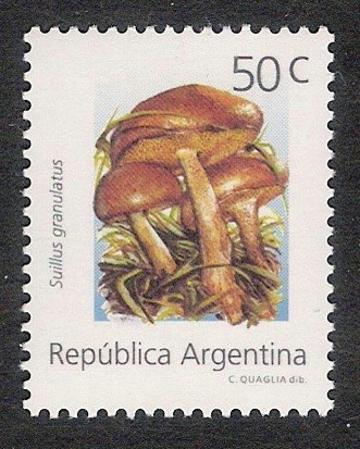 SETAS-HONGOS: 1.106.053,00-Suillus granulatus