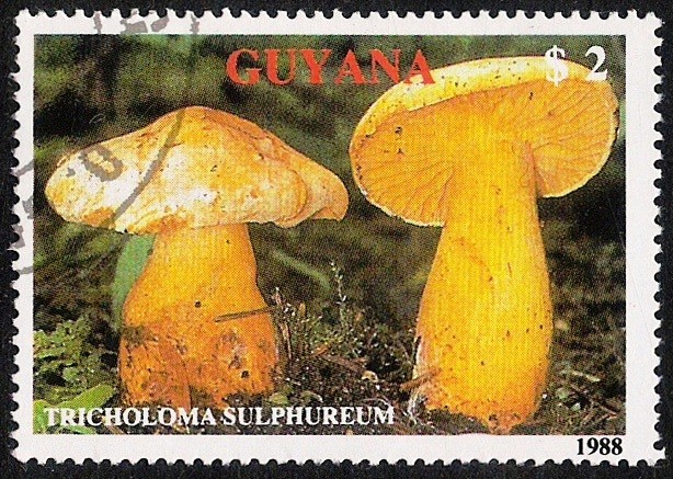 SETAS-HONGOS: 1.162.012,01-Tricholoma sulphureum -Phil.47630-Dm.989.46-Y&T.2078-Mch.2481-Sc.2010b