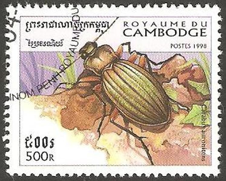 1566 - coleóptero carabus auronitens