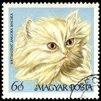 Gato de angora dorado. 1968.