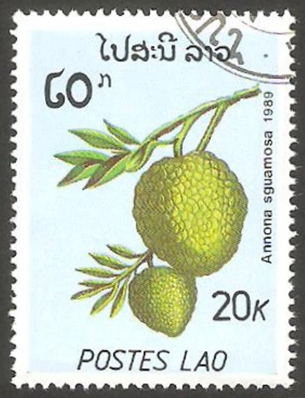 annona sguamosa