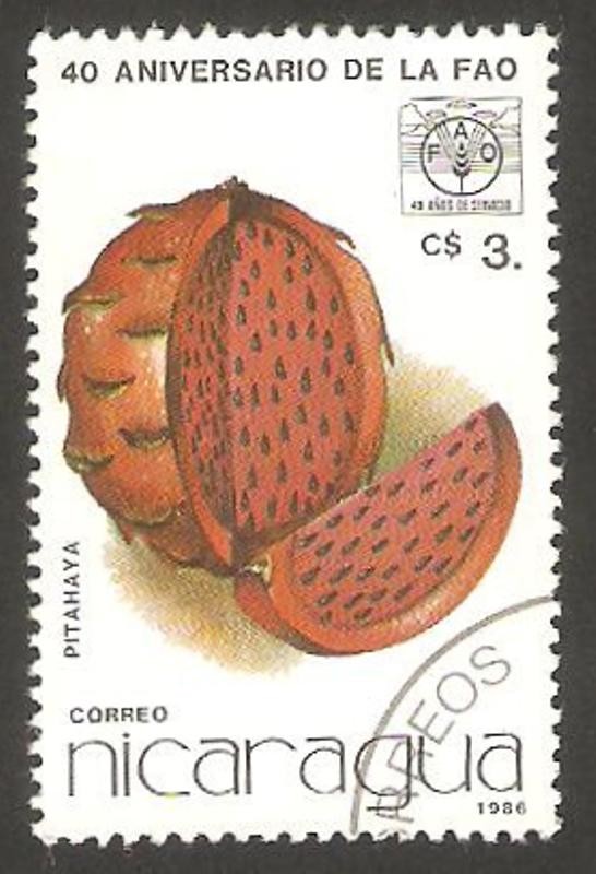 40 anivº de la FAO, pitahaya