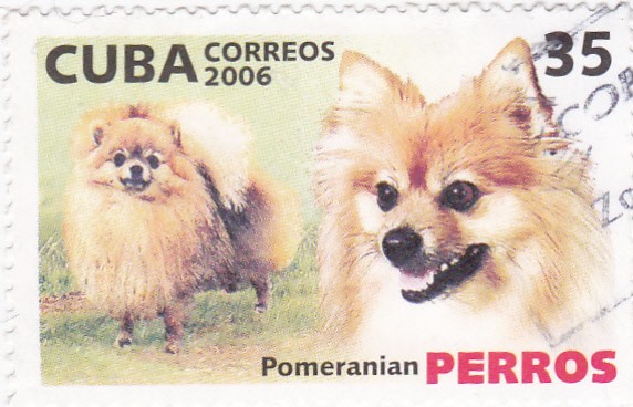 Pomeraniam