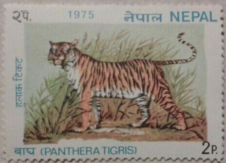 panthera tigris 1975