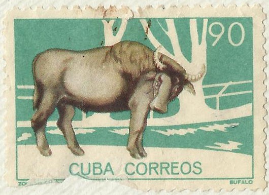 ZOOLOGICO DE LA HABANA. BUFALO