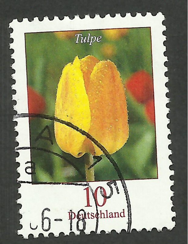 Flora tulipán