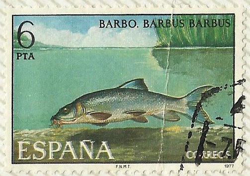 BARBO