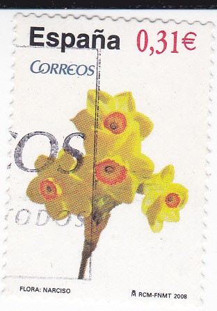 Flora- Narciso    (L)