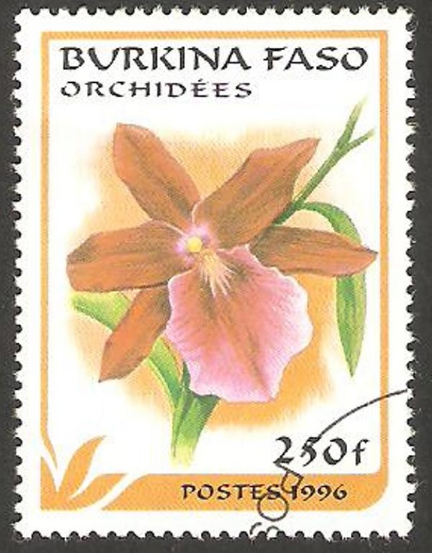 Flor orquídea