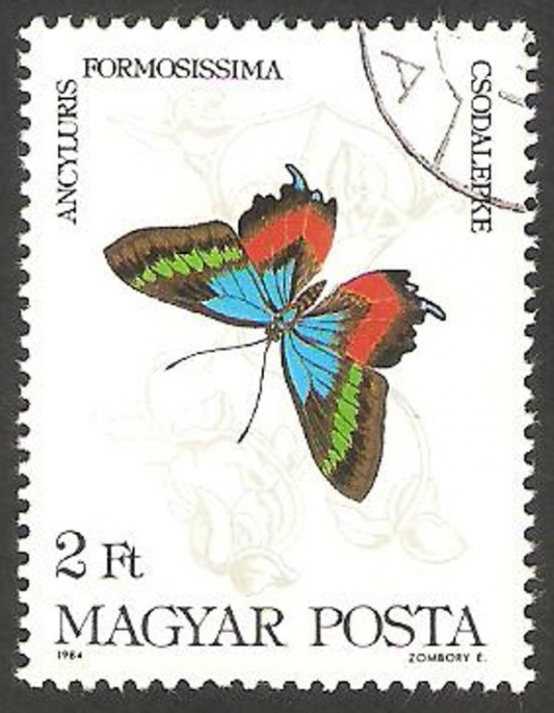 2914 - mariposa ancyluris formosissima