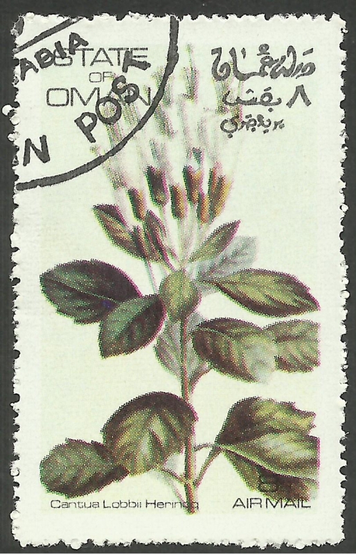 Flores, flora