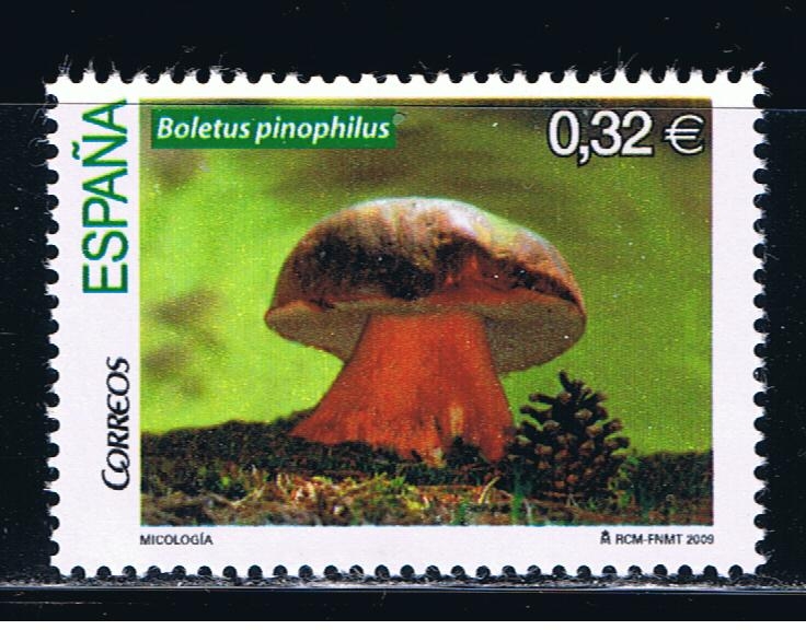 Edifil  4517  Micología.  Boletus pinícola ( Boletus pinophilus ).