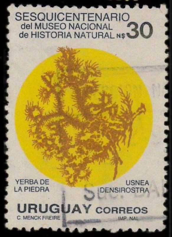 MUSEO NACIONAL HISTORIA NATURAL - Hierba Piedrabuena