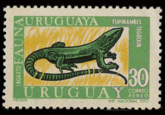 Fauna Lagarto